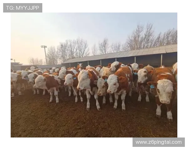 最新尊龙凯时Z6官网首页更新，赶紧来获取独家的优惠活动